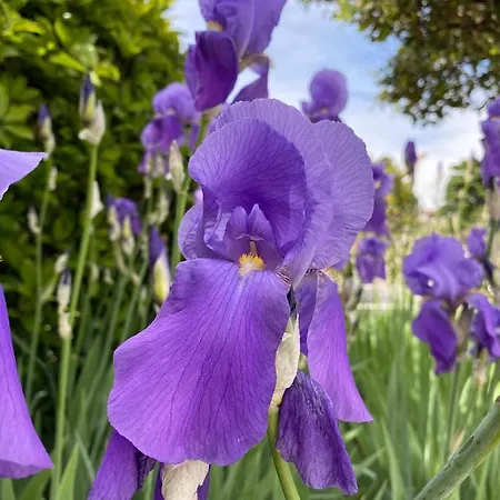 Iris